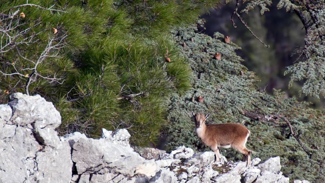 Antalya'da Keçi Avlamak 1 Milyon TL! İşte İhale Detayları 2